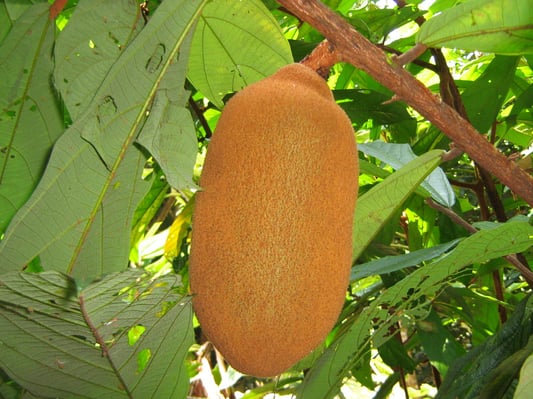 SINCHI PHOTO 5