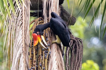 Hornbill at Terengganu State Park