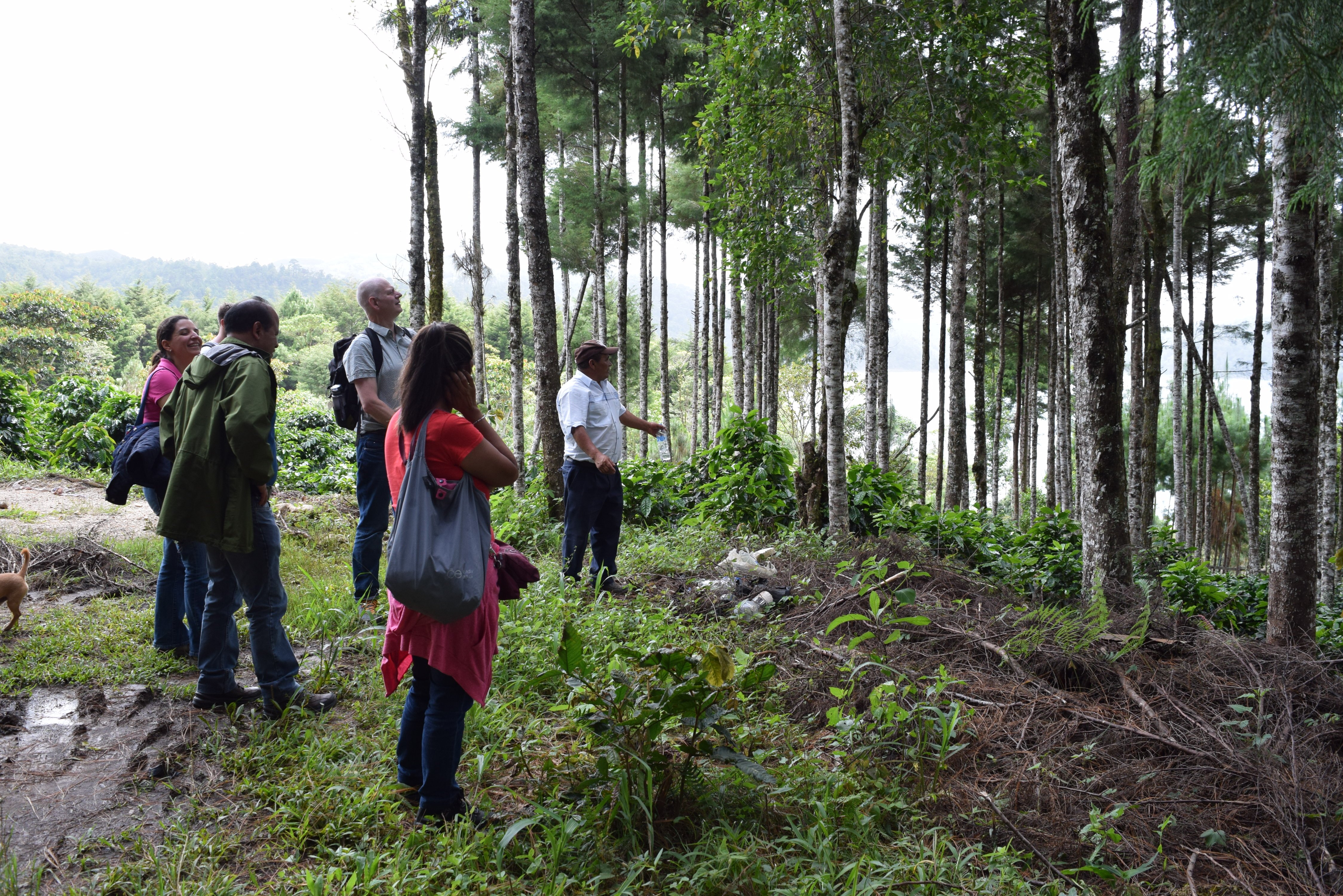 Ecometrica- agroforestry system in Chiapas-Credit Felicia Line