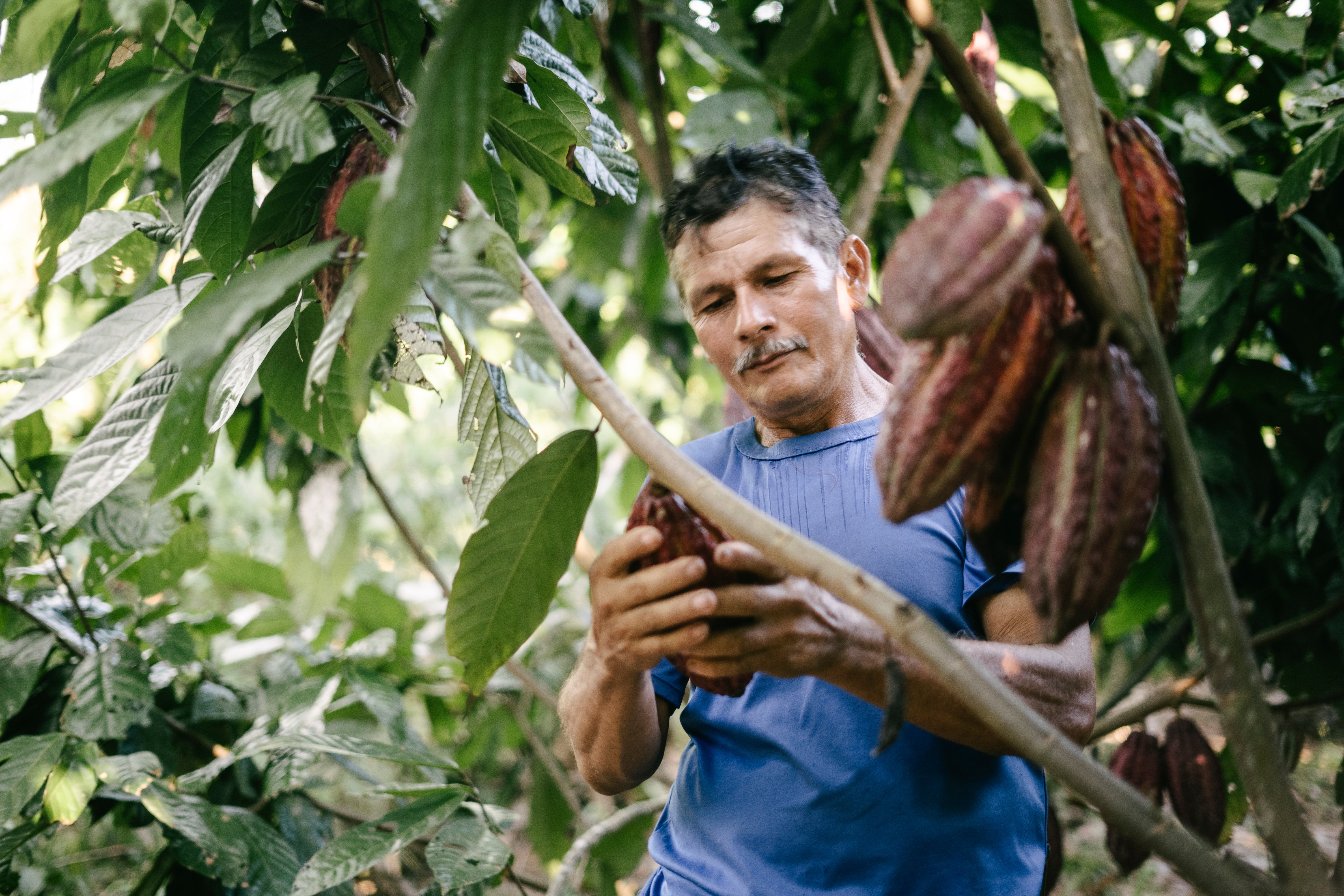 Rainforest-Alliance-COL