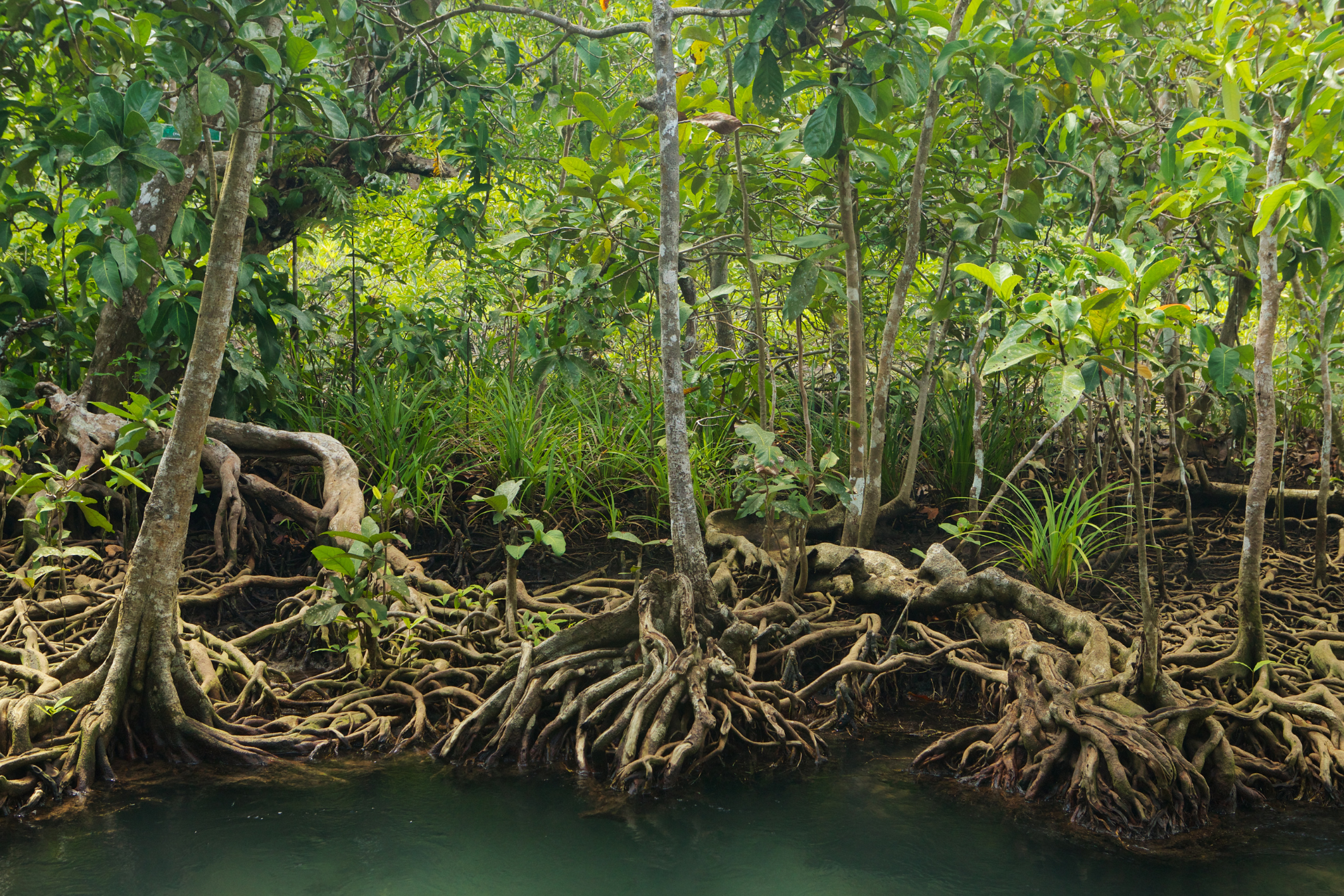 ASEAN nature